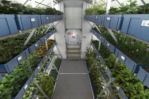 Astronauții de pe ISS au mâncat legume crescute-n spațiu