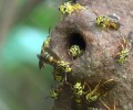 Veninul de viespi ”omoară” cancerul