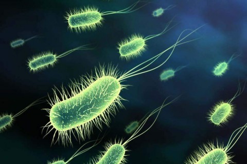 A fost descoperită bacteria rezistentă la toate antibioticele