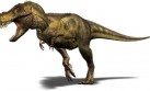 Mușcătura Tyrannousaurus Rex, cât greutatea a trei mașini